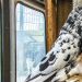 Expoziţie-târg de păsări exotice la Cetatea Soroca